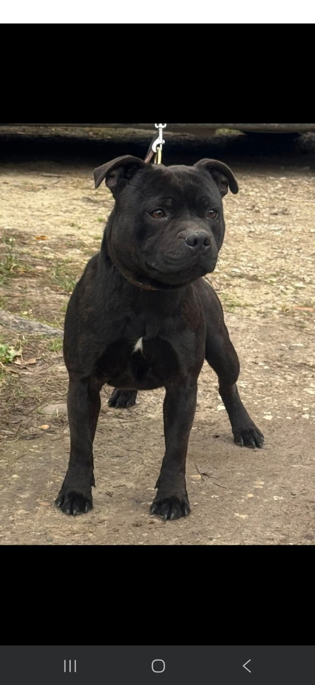 union cane Des Ha-lyzés D'Arelate