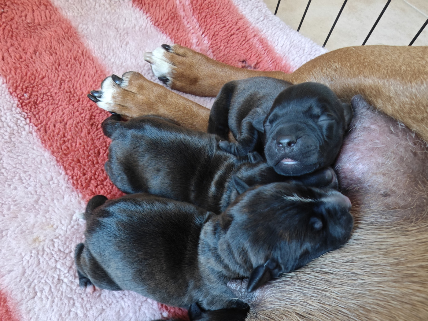 Chiot Staffordshire Bull Terrier Des Ecrins Du Guil