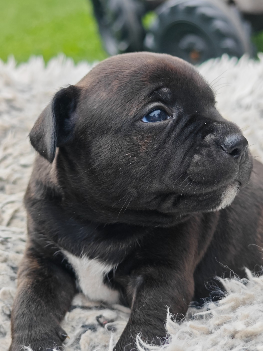 Des Ecrins Du Guil - Chiots disponibles - Staffordshire Bull Terrier