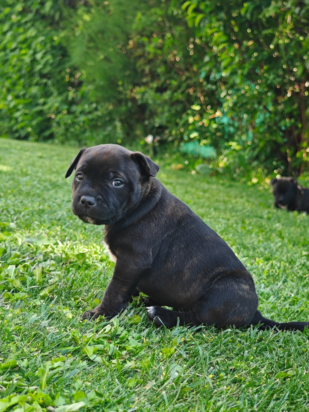 Des Ecrins Du Guil - Chiots disponibles - Staffordshire Bull Terrier